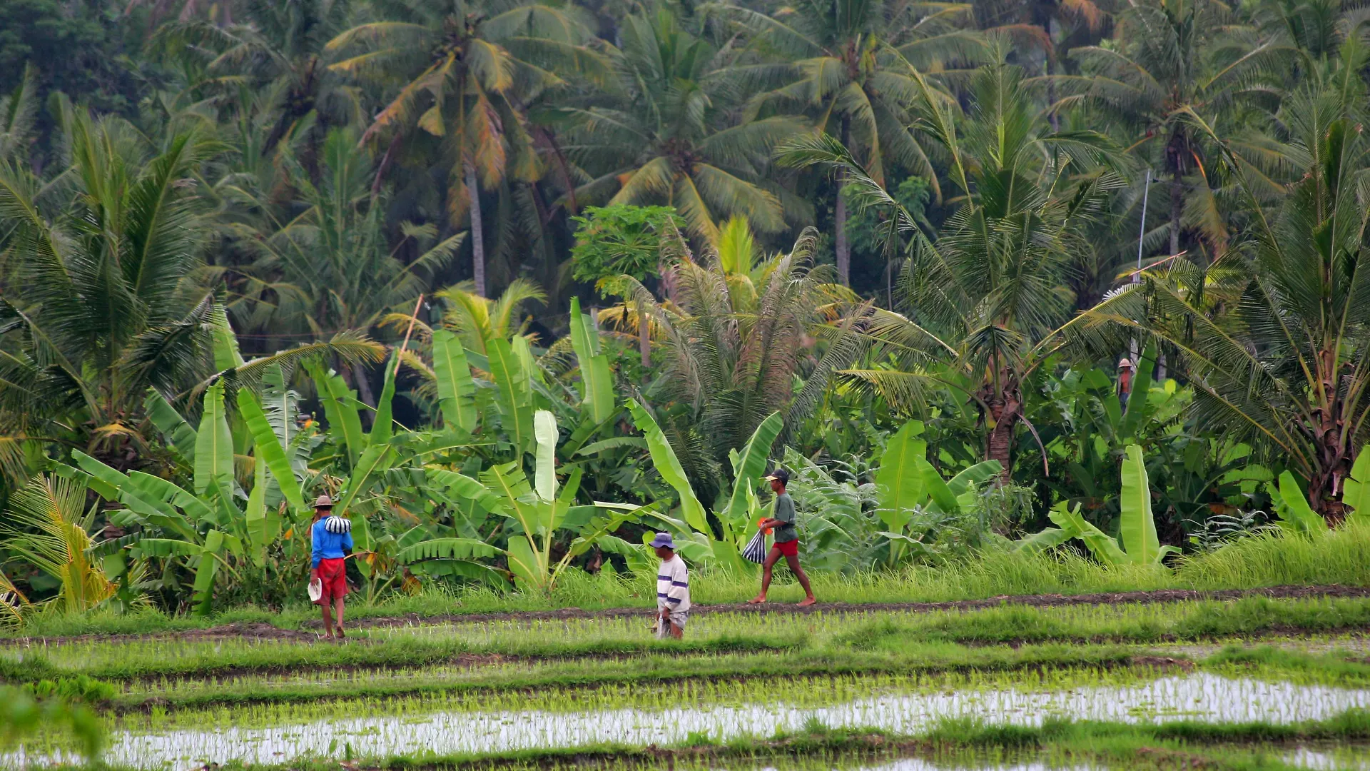 Taman Harum Cottages Ubud  Indonesia